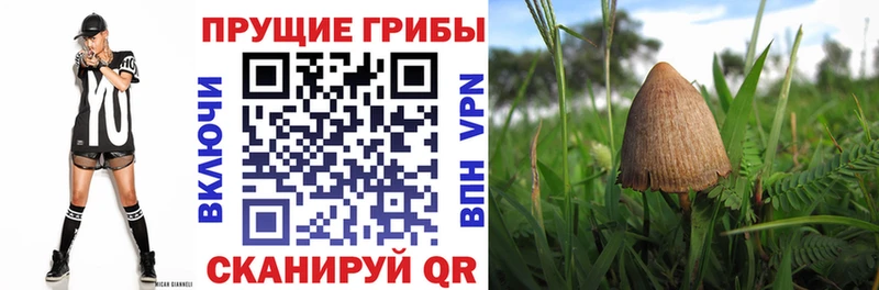 Псилоцибиновые грибы мухоморы  Выборг 